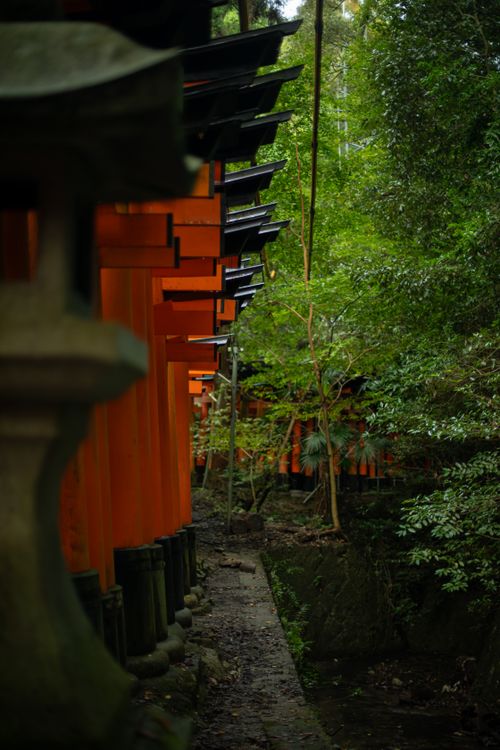 Free Peaceful view of torii gates along a lush path in Fushimi Inari Shrine, Kyoto. Stock Photo