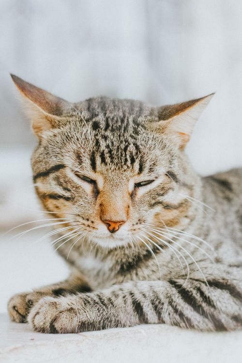 Free A relaxing tabby cat lying down with eyes half-closed, showcasing its distinct markings. Stock Photo