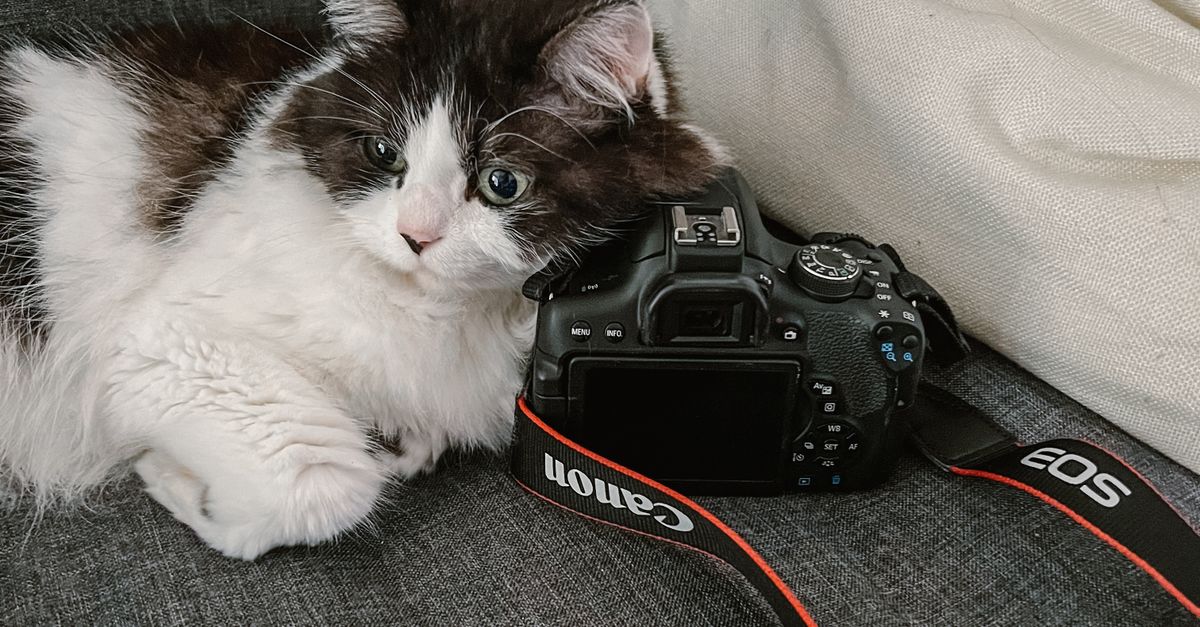Cat With Camera Cat with Camera on Sofa · Free Stock Photo