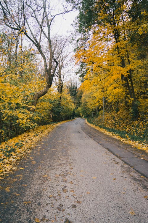 Yellow Trees around Road in Forest in Autumn