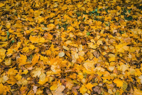 Yellow, Autumn Leaves on Ground