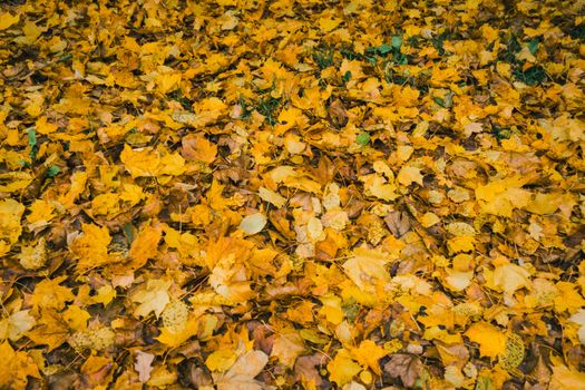 A close-up of golden autumn leaves blanketing the ground, symbolizing fall's rich colors.. close, golden, autumn