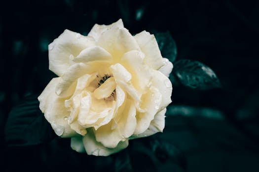 A beautiful close-up of a fresh yellow rose with water droplets on petals, set against a dark moody background.