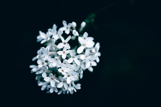A beautiful close-up of white lilac flowers in bloom against a dark, moody background.