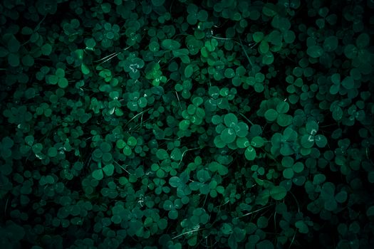 A close-up view of lush dark green clover leaves, capturing a moody and natural atmosphere.
