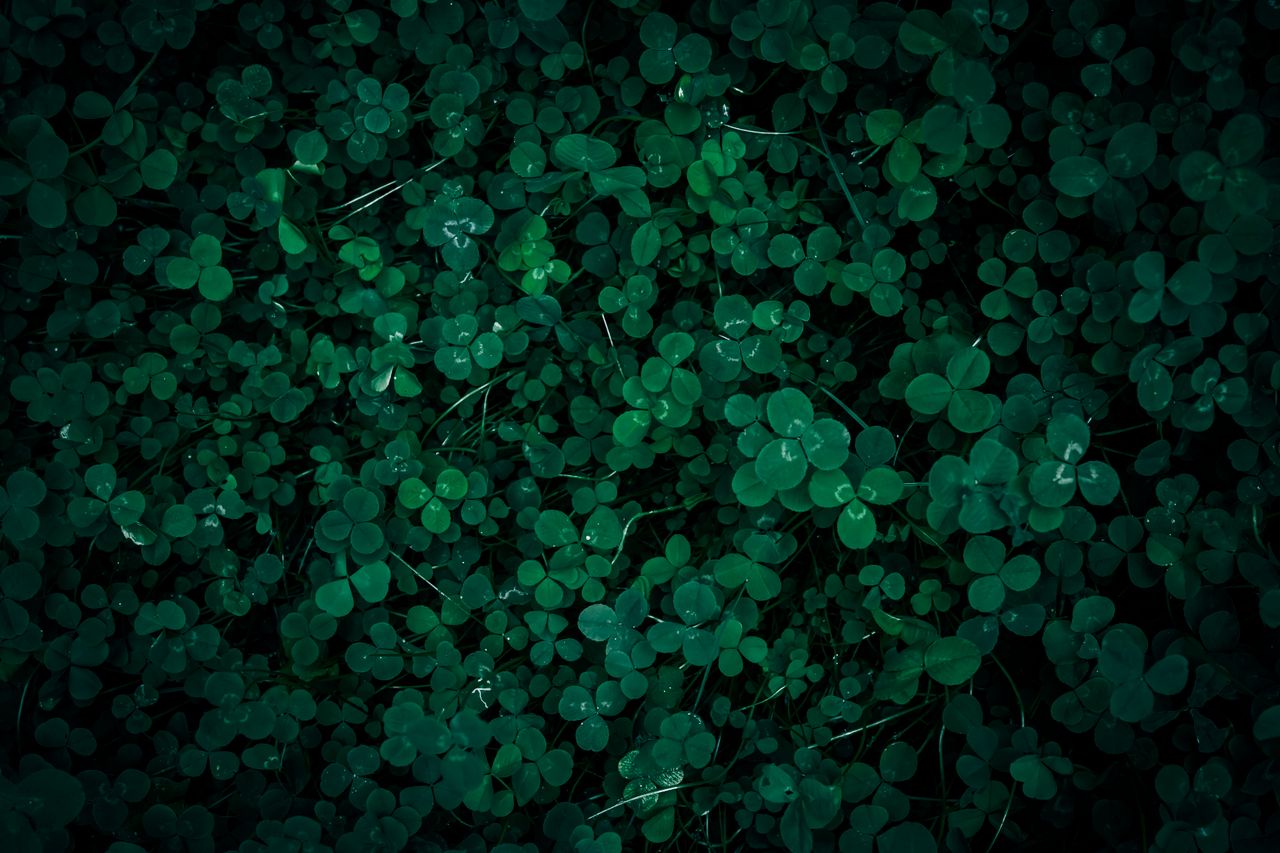 a close up view of lush dark green clover leaves capturing a moody and