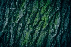 Moss on bark by Wyxina Tresse on Pexels