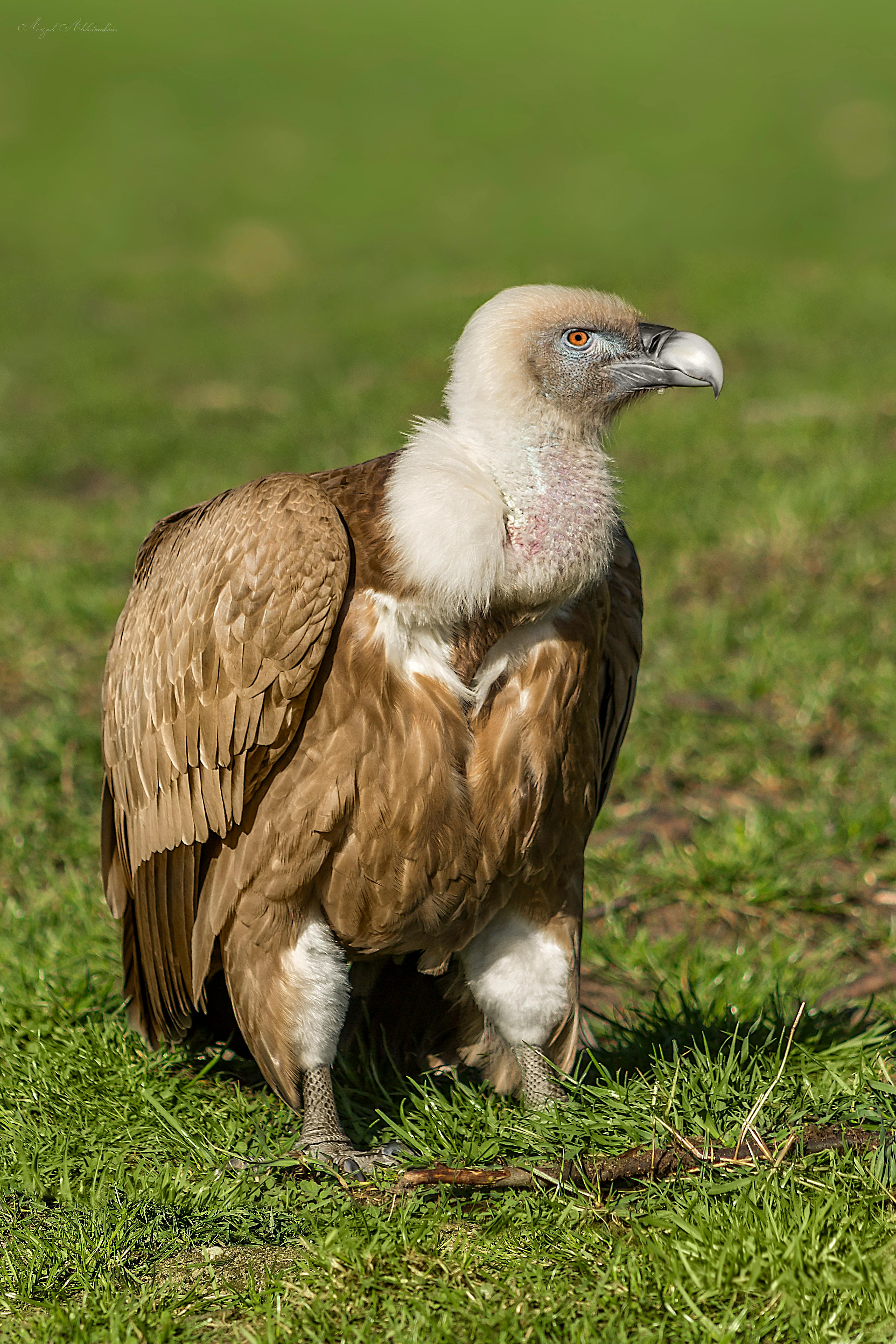 Free Stock Photo Of Animal Egle Germany
