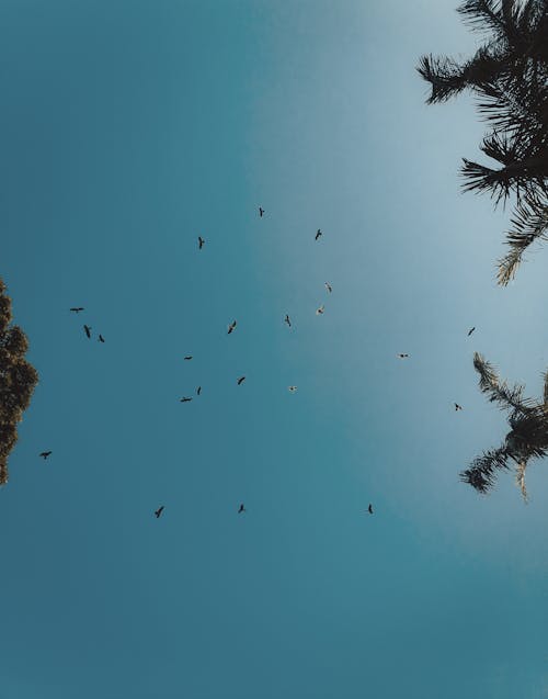 Birds Flying on Clear Sky