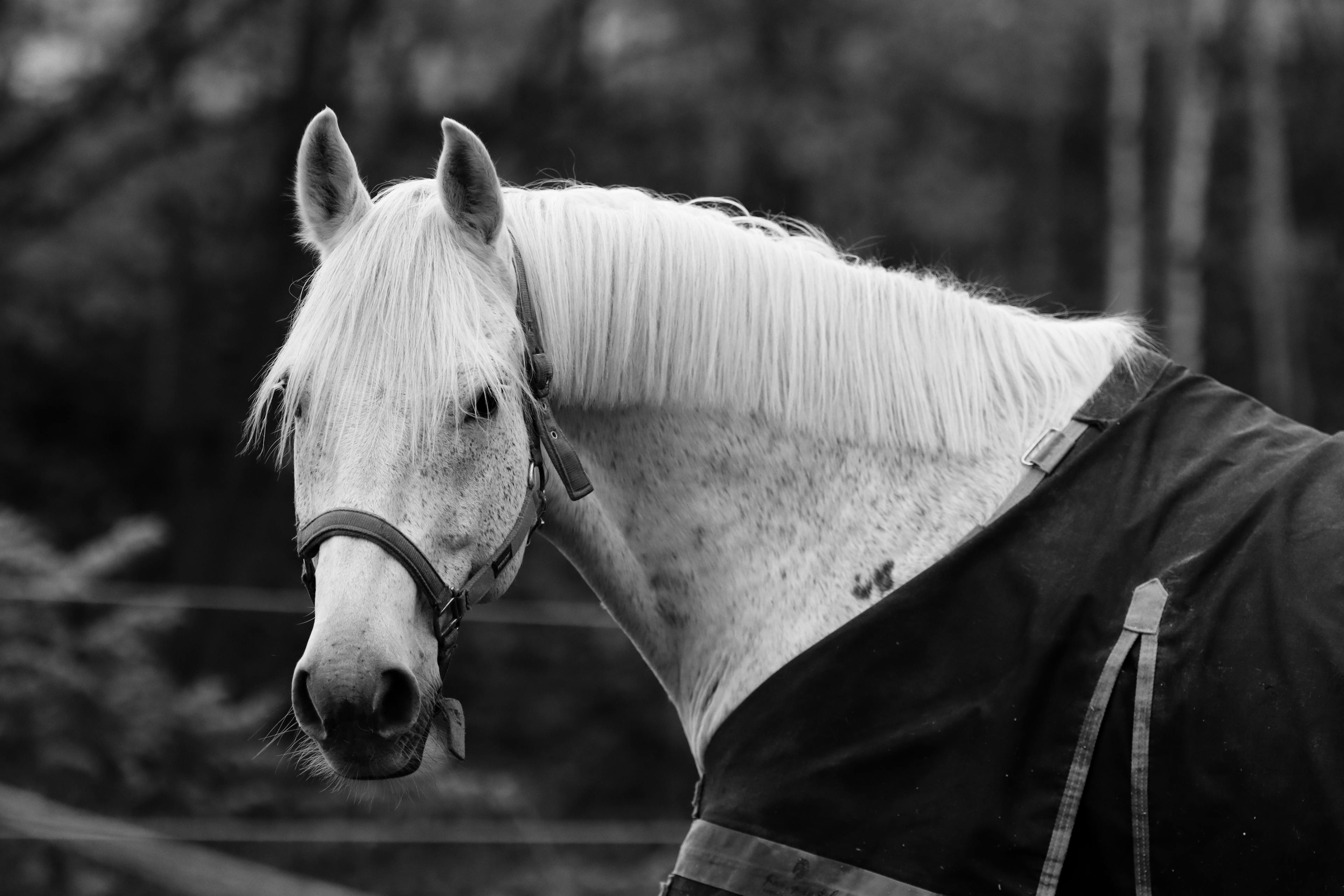 Black and white photo of a horse in Jönköping, Sweden, showcasing elegance and tranquility.