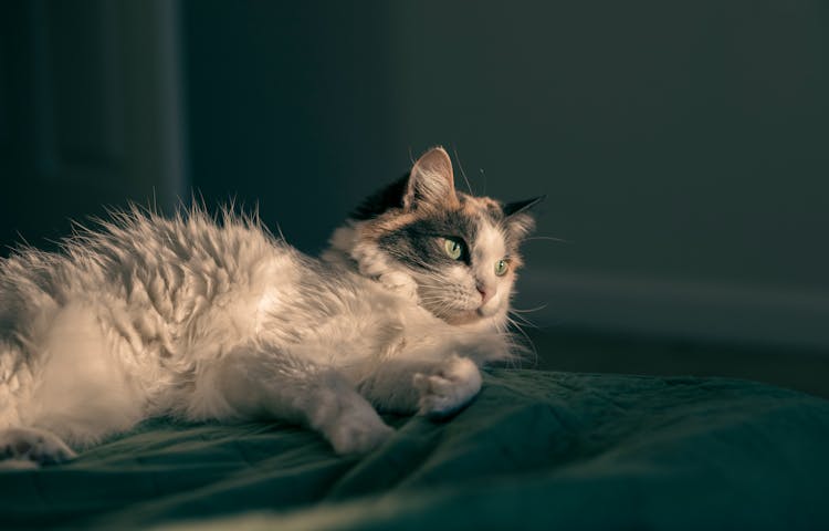 White Cat Lying Down On Bed