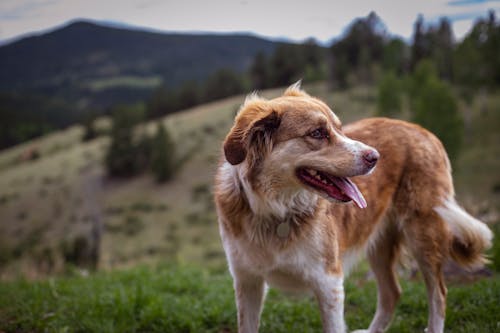 Fotos de stock gratuitas de de cerca, fondo de pantalla, fotografía de animales