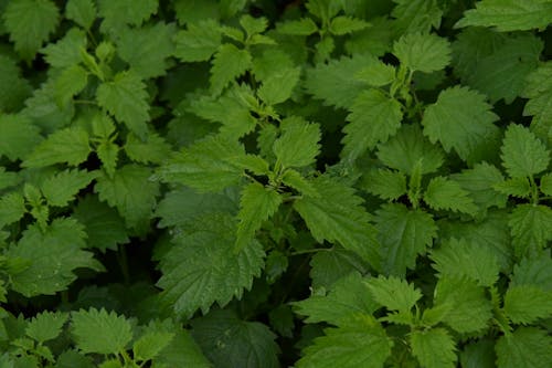 dead nettle