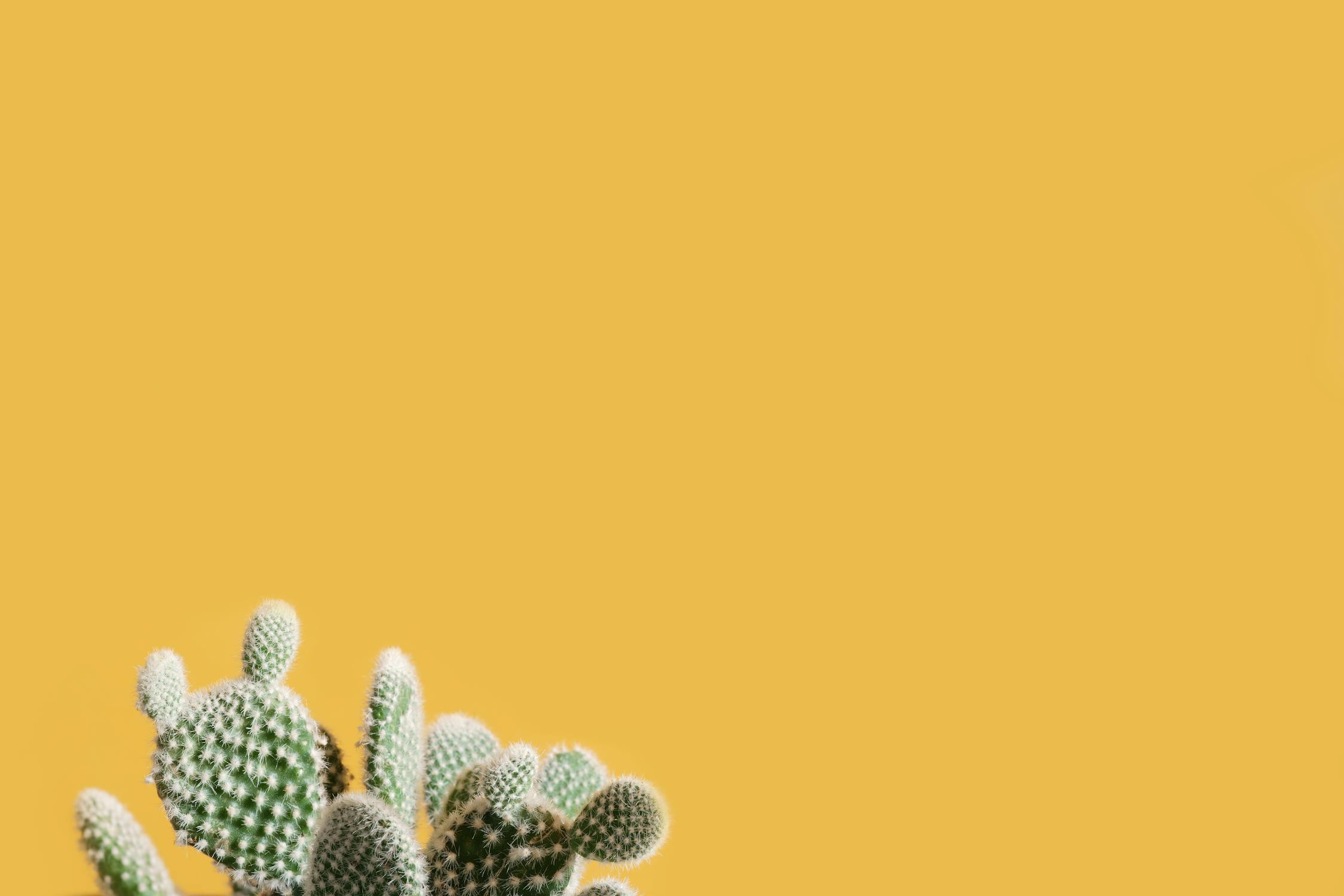 Part of a cactus in yellow background