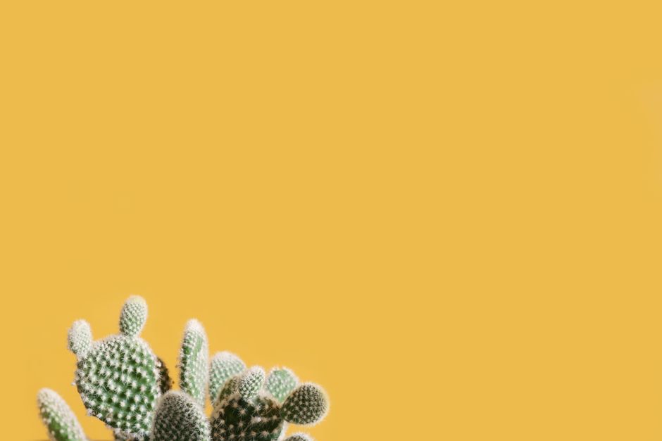 A prickly pear cactus against a bold yellow backdrop, capturing a minimalist aesthetic.