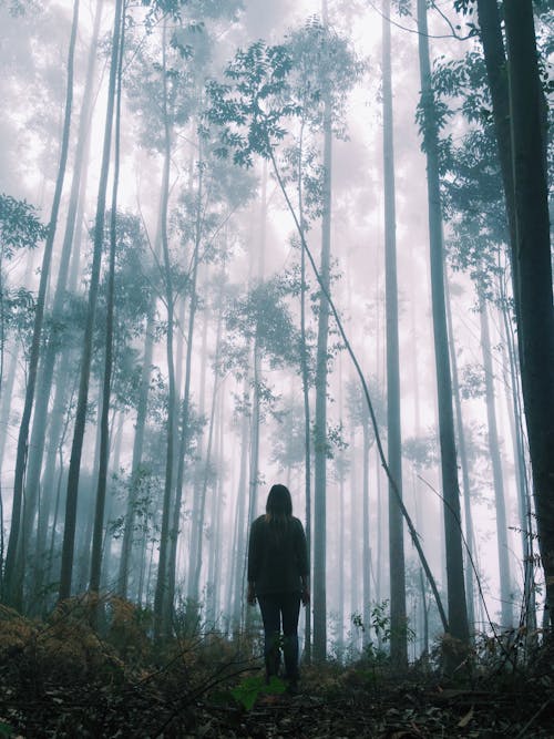 Meisje In Het Mistige Bos
