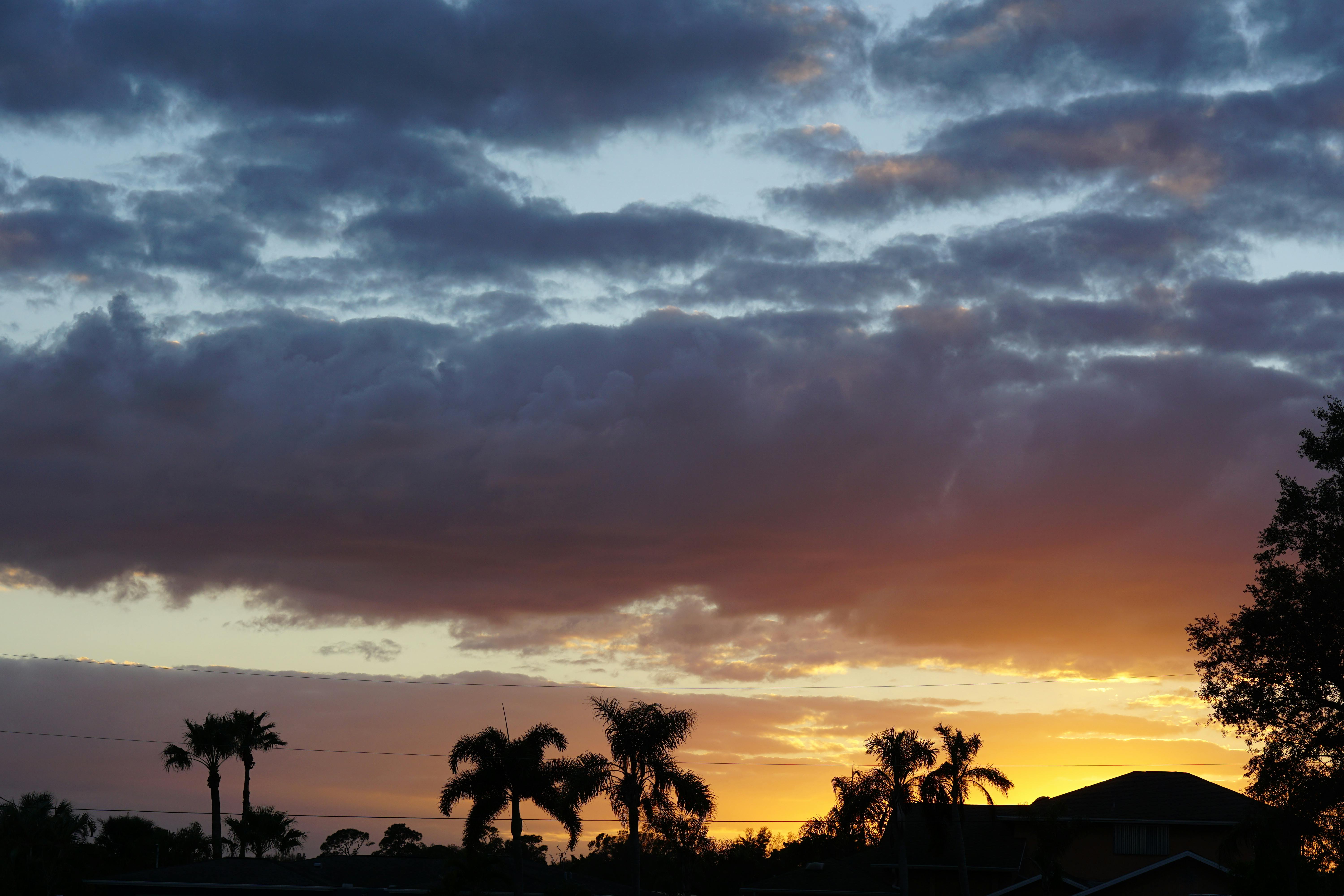 Free stock photo of florida, palm trees, sky