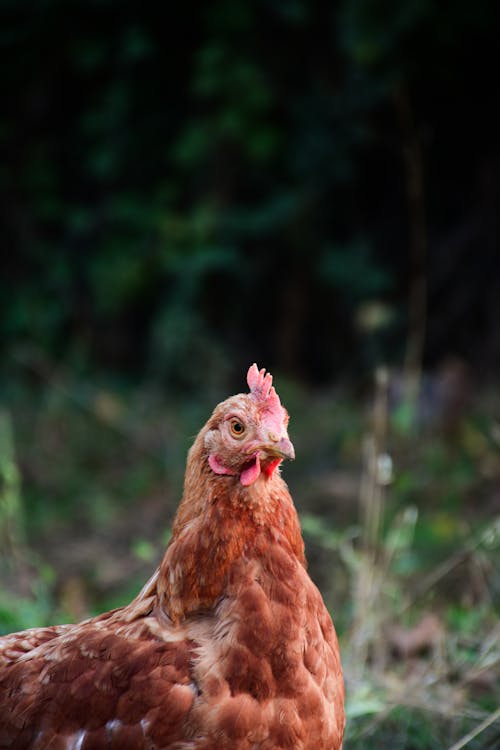 Close-up of a Hen on a Grass Field 