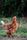hen