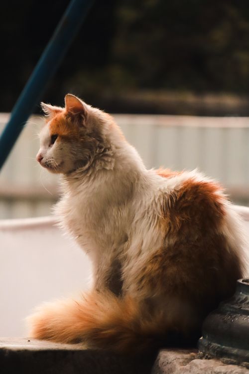 Free A fluffy white and orange domestic cat sitting outdoors, displaying a serene profile. Stock Photo