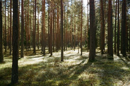 A tranquil sunlit pine forest with tall trees casting long shadows on the mossy ground.