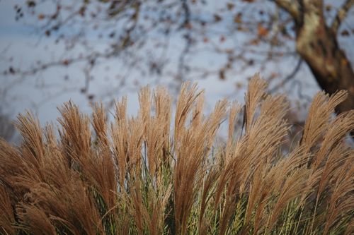 Free Close-up of ornamental grasses in autumn, showcasing nature's beauty in Horsham, PA. Stock Photo