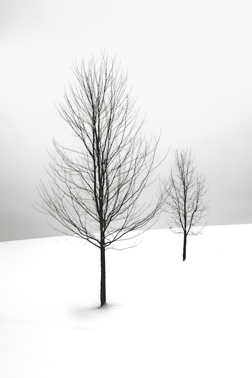 Free Two Bare Trees Stock Photo