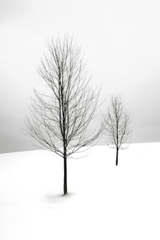 Serene winter scene featuring two bare trees in a snowy landscape, conveying a minimalist aesthetic.