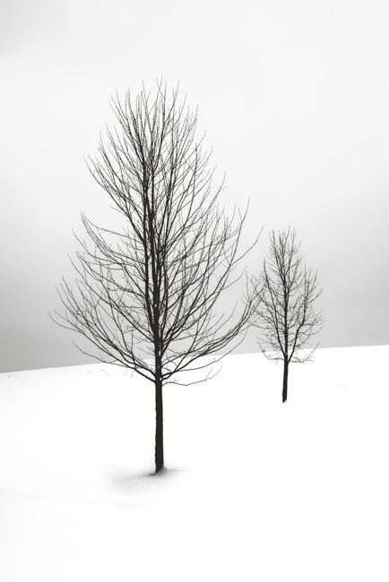 Serene winter scene featuring two bare trees in a snowy landscape, conveying a minimalist aesthetic.