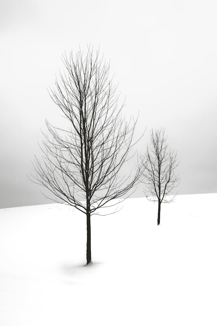 Two Bare Trees