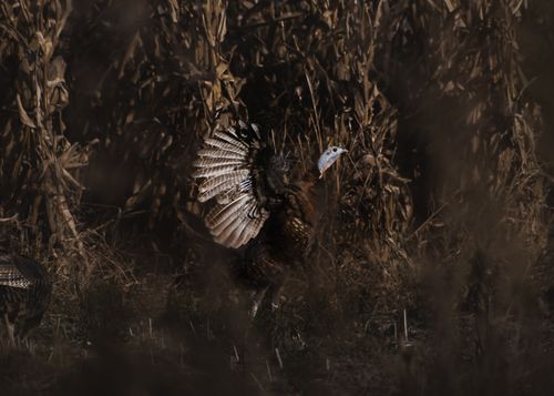 Free A wild turkey displays its plumage amidst autumn foliage, captured in natural habitat. Stock Photo
