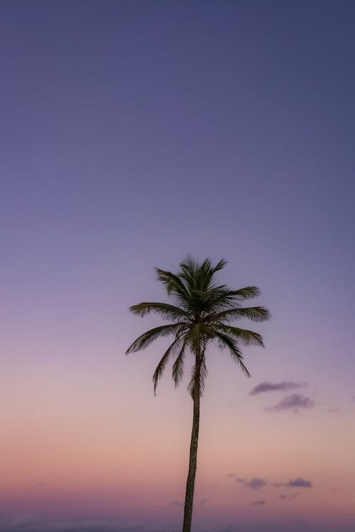View of a Palm Tree on the Background of a Pink Sunset Sky 