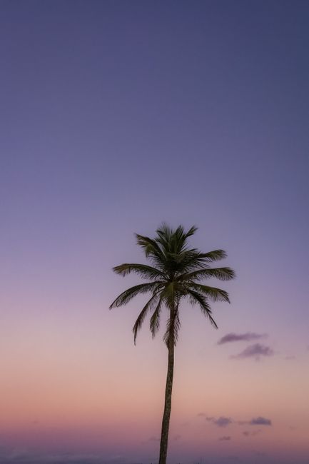 A lone palm tree against a pastel sunset sky, evoking a tranquil tropical vibe.