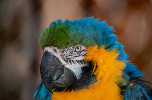 Close up of Colorful Macaw Parrot