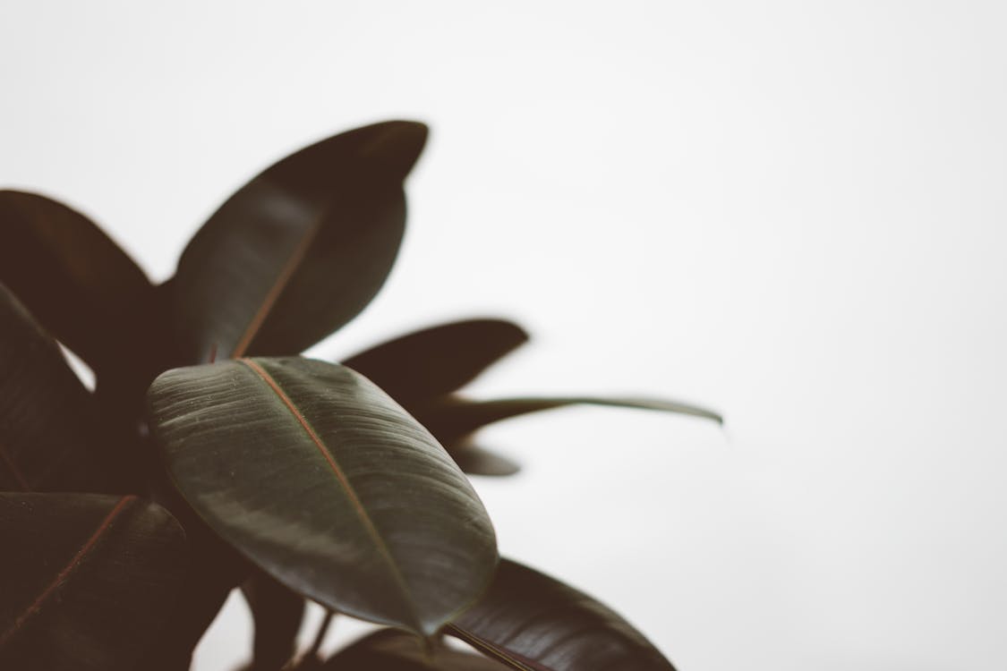 Close-Up Photo of Rubber Plant