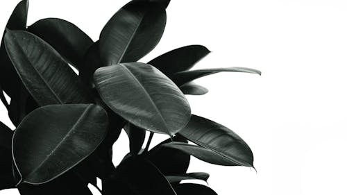 Monochrome Photo of Rubber Plant