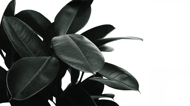 Monochrome Photo Of Rubber Plant