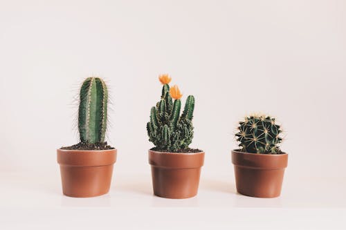 3つの鉢植えのサボテン植物