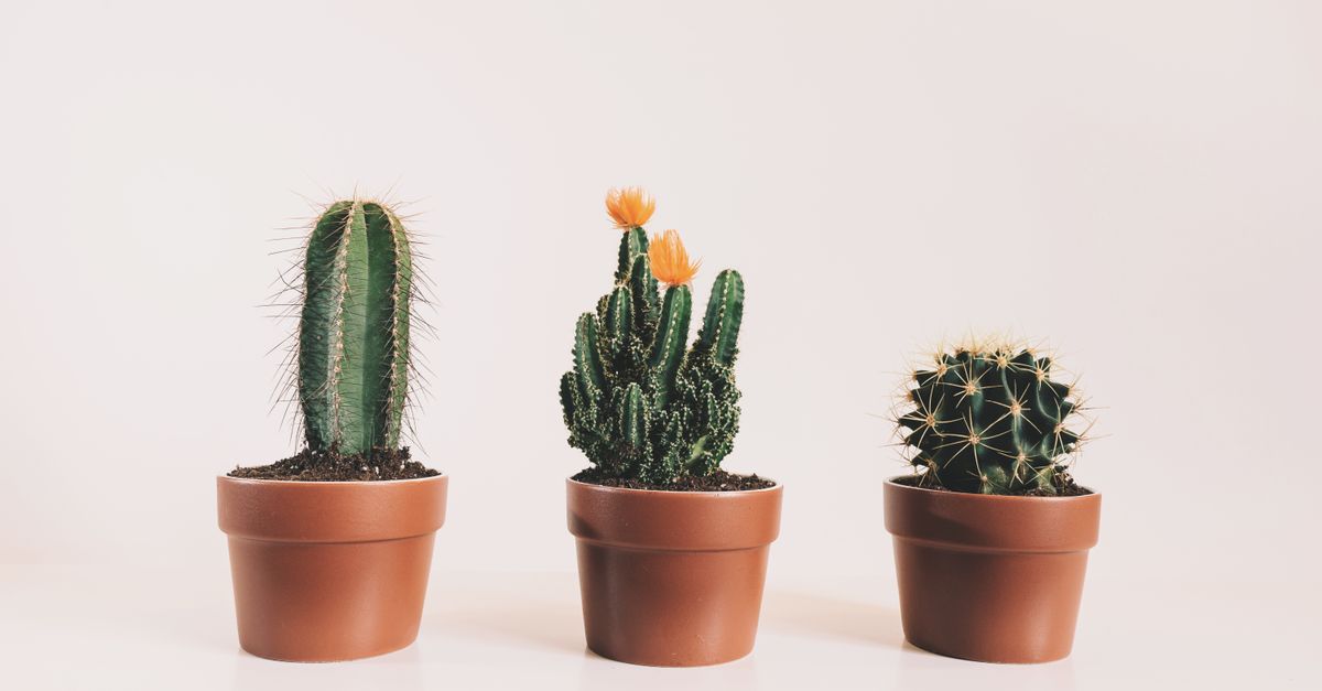 Cactus : Guide entretien et variétés 2026