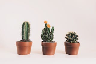 Three Potted Cactus Plants