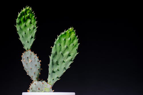 Close-Up Photo of Cactus Plant