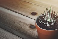 自然光线充足，木桌上的陶土锅里特写夏威夷植物