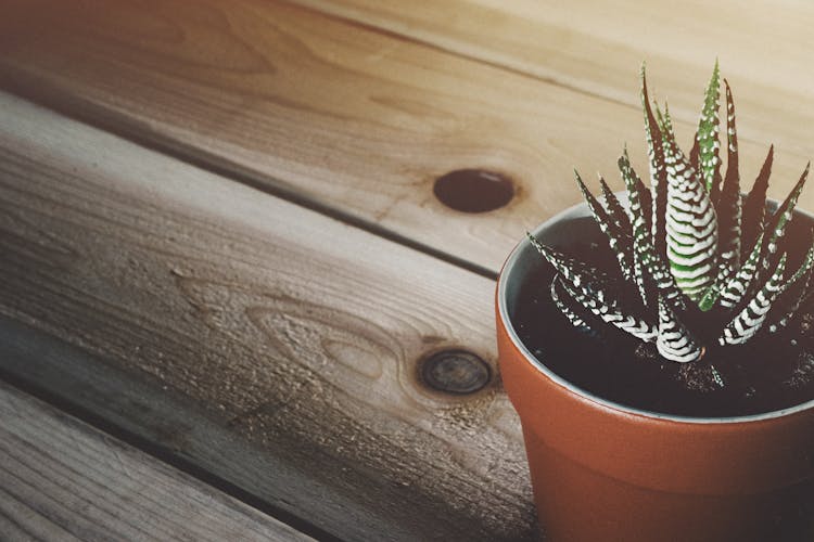 Zebra Cactus Plant