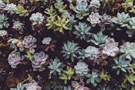 Photo of Succulent Plants