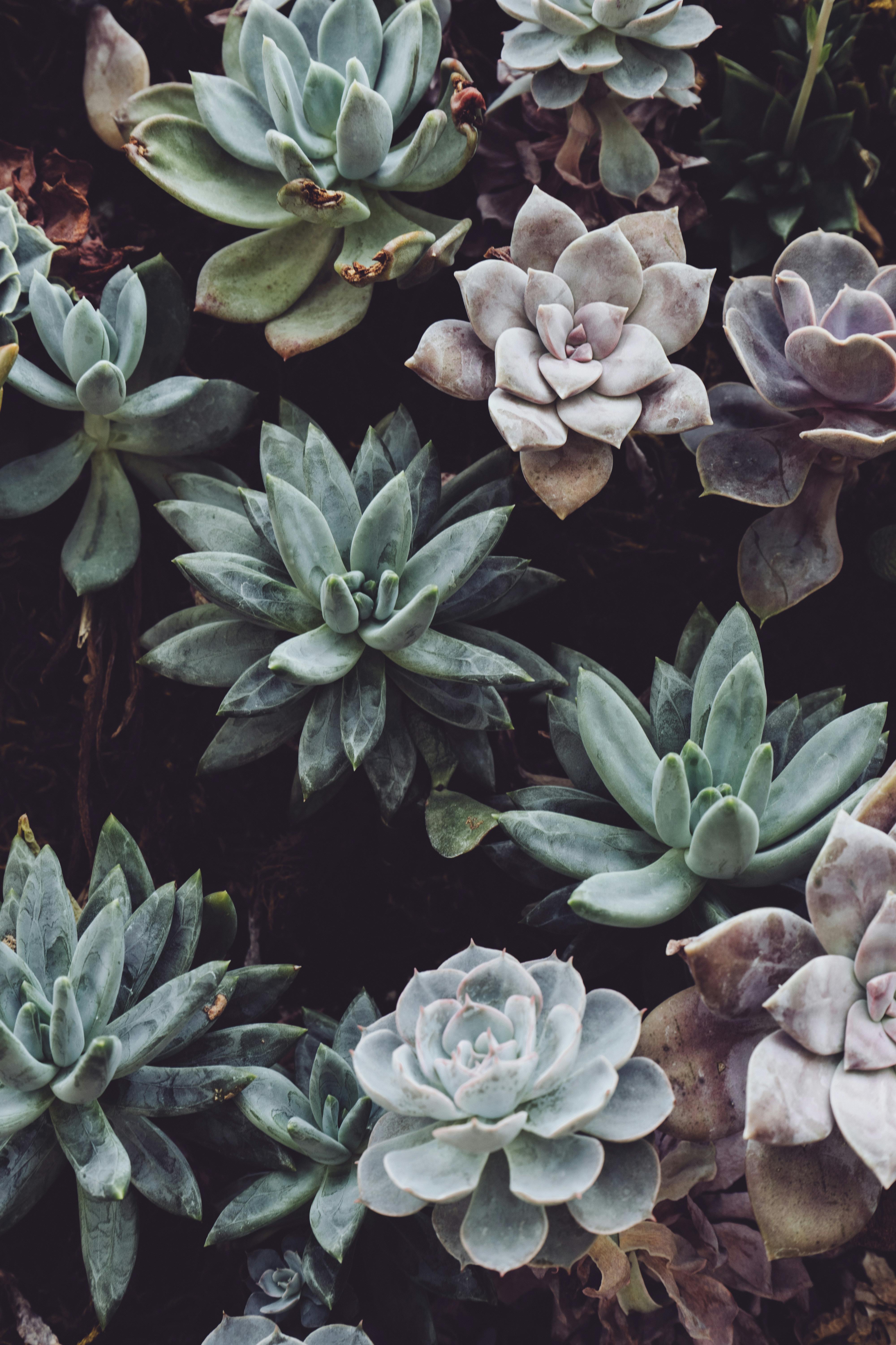 pexels-photo-1903971.jpeg?cs=srgbu0026dl=close-up-photo-of-succulent-plants-1903971.jpgu0026fm=jpg