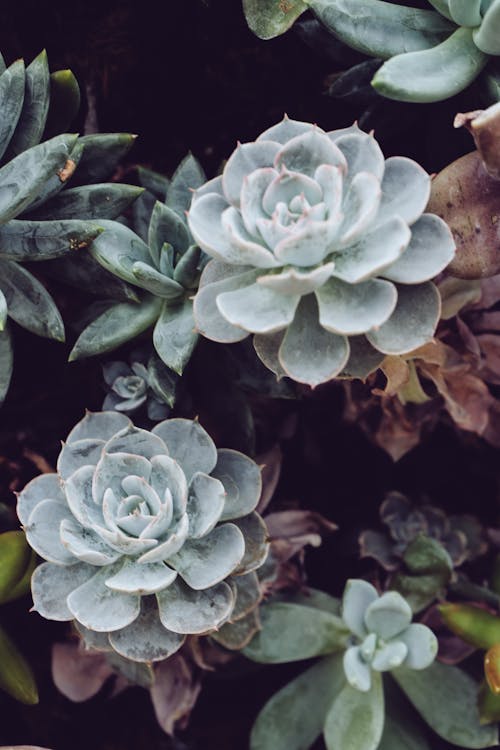 Foto De Planta Suculenta Em Close Up