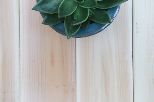 Dark Green Succulent Plant on Wooden Surface