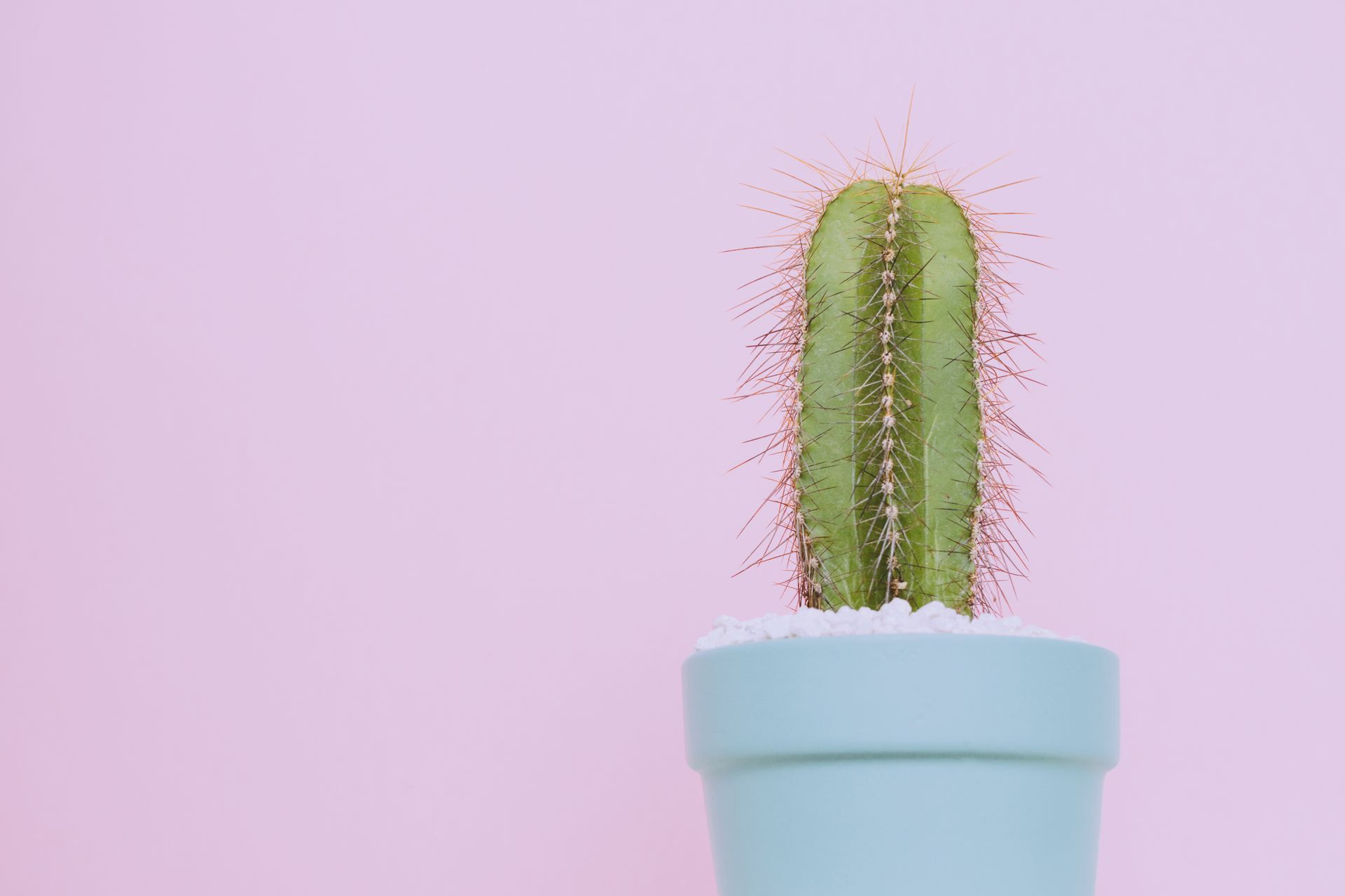 A cactus in a light blue pot set against a pastel pink background. Ideal for modern decor and plant lovers.