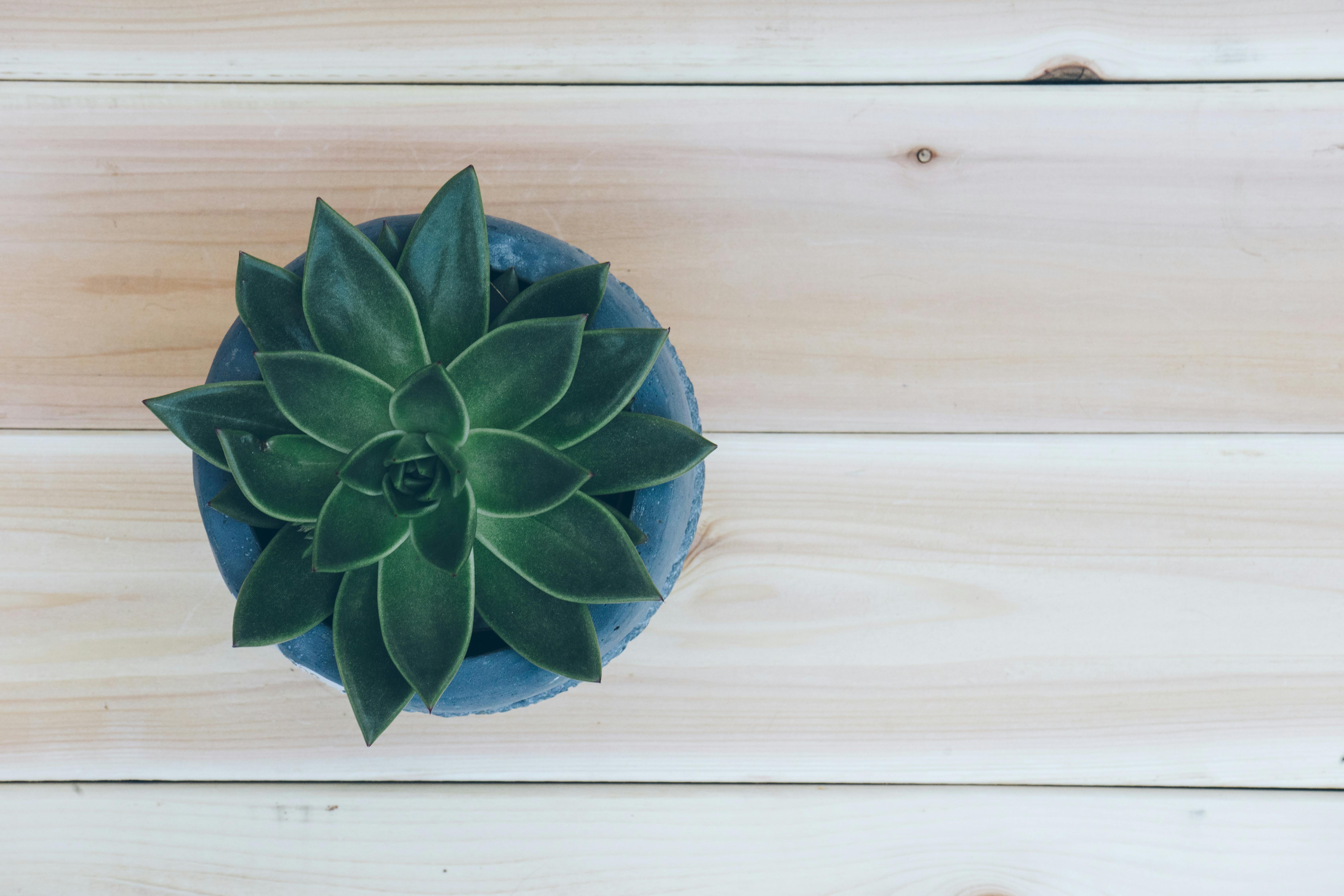 Succulent Photos, Download The BEST Free Succulent Stock Photos & HD Images Succulent Photos, Download The BEST Free Succulent Stock Photos & HD Images