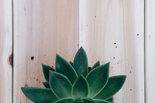 Close-Up Photo of Succulent Plant on Wooden Surface